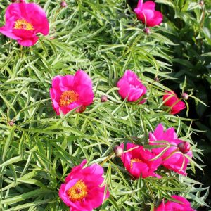 Paeonia  Smouthii