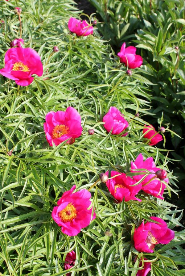 Paeonia  Smouthii