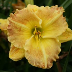 Hemerocallis Smugglers Gold