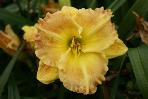 Hemerocallis Smugglers Gold