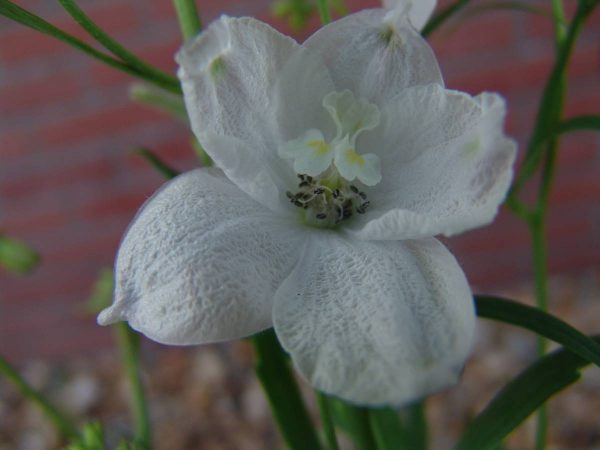 Delphinium belladonna Sneeuwitje