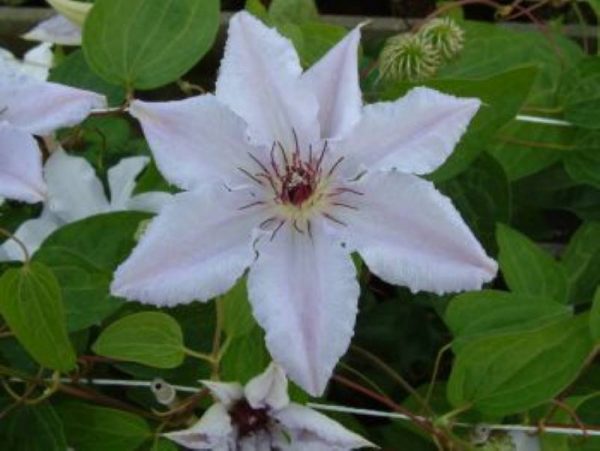 Clematis Snow Queen