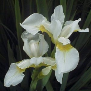 Iris sibirica Snow Queen
