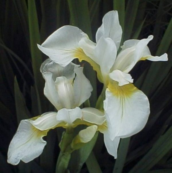 Iris sibirica Snow Queen