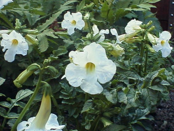 Incarvillea del. Snow Top(1 year)