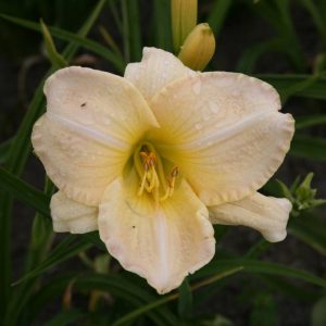 Hemerocallis Snowy Apparition