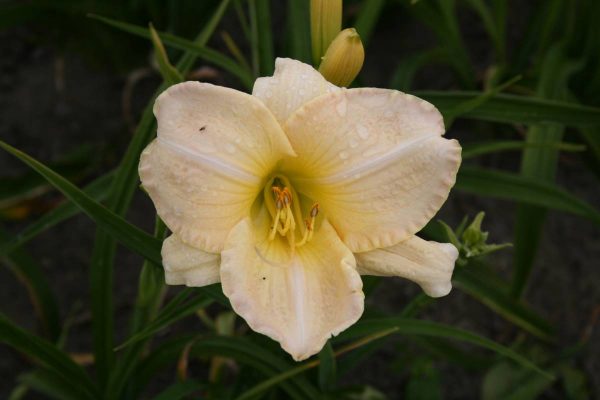 Hemerocallis Snowy Apparition