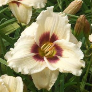 Hemerocallis Snowy Eyes