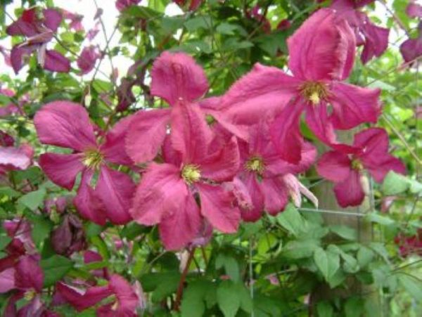 Clematis Sodertalje