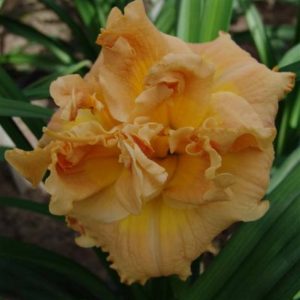 Hemerocallis Solid Geometry