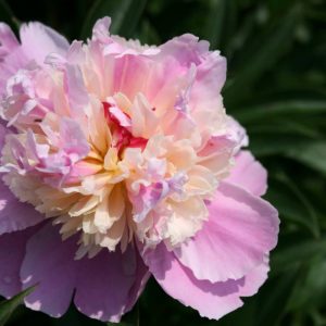 Paeonia  Sorbet