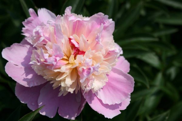 Paeonia  Sorbet