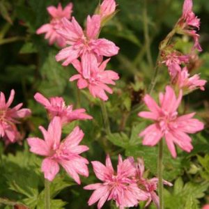 Geranium oxonianum Southcombe Double