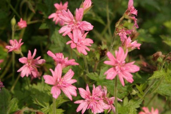 Geranium oxonianum Southcombe Double