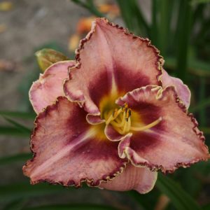 Hemerocallis Spacecoast Picotee Prince
