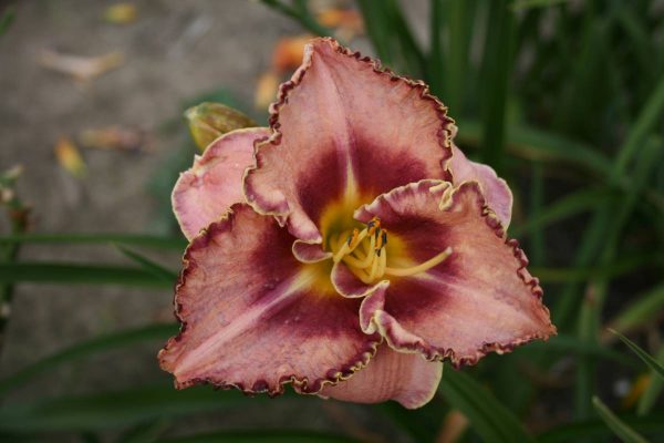Hemerocallis Spacecoast Picotee Prince