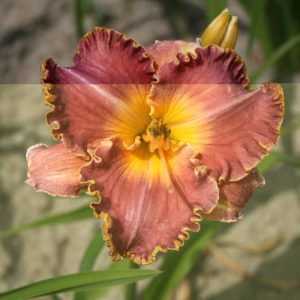 Hemerocallis Spacecoast Starburst