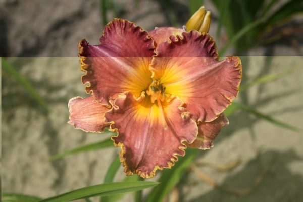 Hemerocallis Spacecoast Starburst