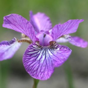 Iris sibirica Sparkling Rose