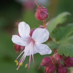 Geranium macrorrhizum Spessart