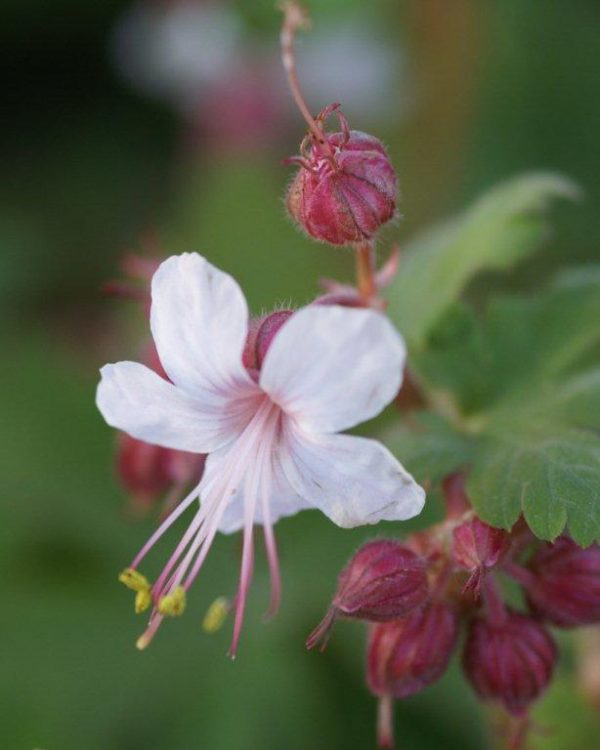 Geranium macrorrhizum Spessart