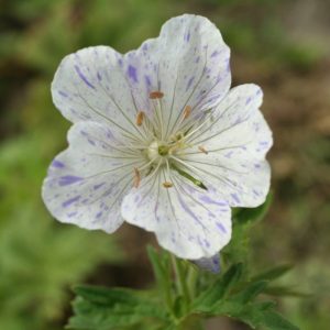 Geranium pratense Spish Splash