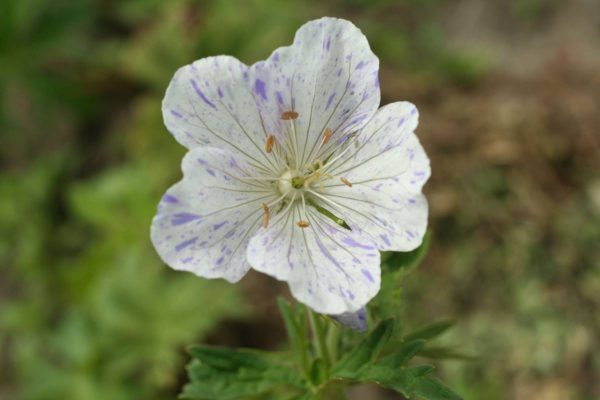 Geranium pratense Spish Splash