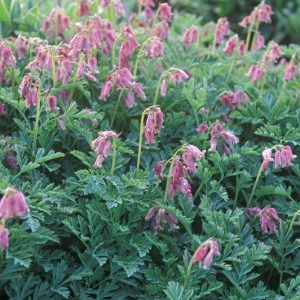 Dicentra Spring Magic®