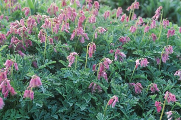 Dicentra Spring Magic®