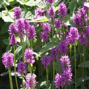 Stachys