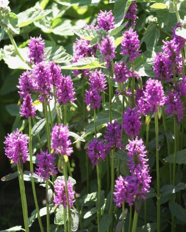 Stachys moniieri Hummelo