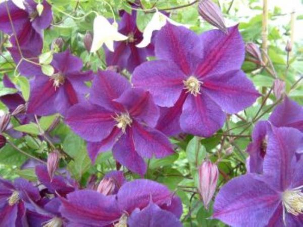 Clematis Star Of India