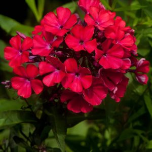Phlox pan, Starfire