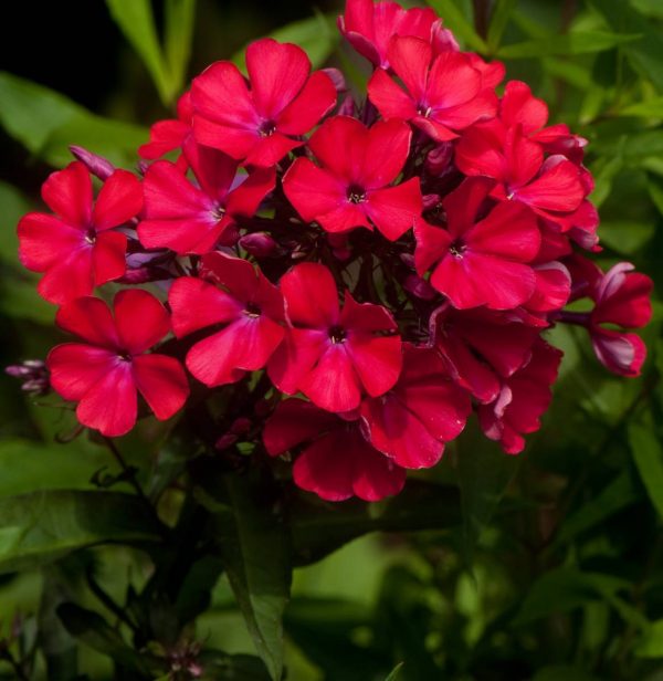 Phlox pan, Starfire