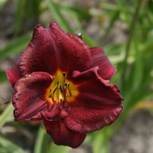 Hemerocallis Starling