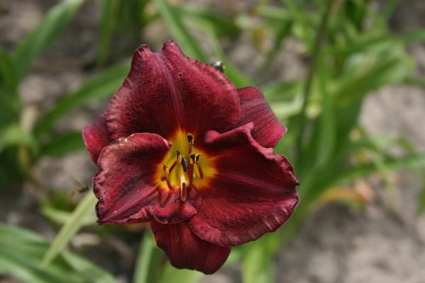 Hemerocallis Starling