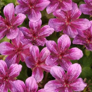 Geranium Starman
