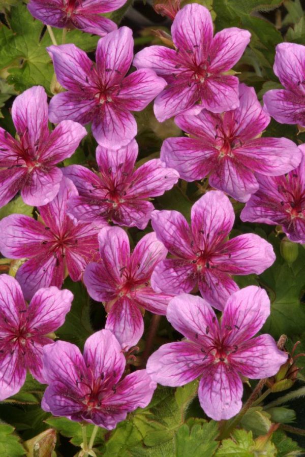 Geranium Starman