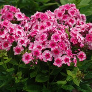 Phlox pan, Stars and Stripes®