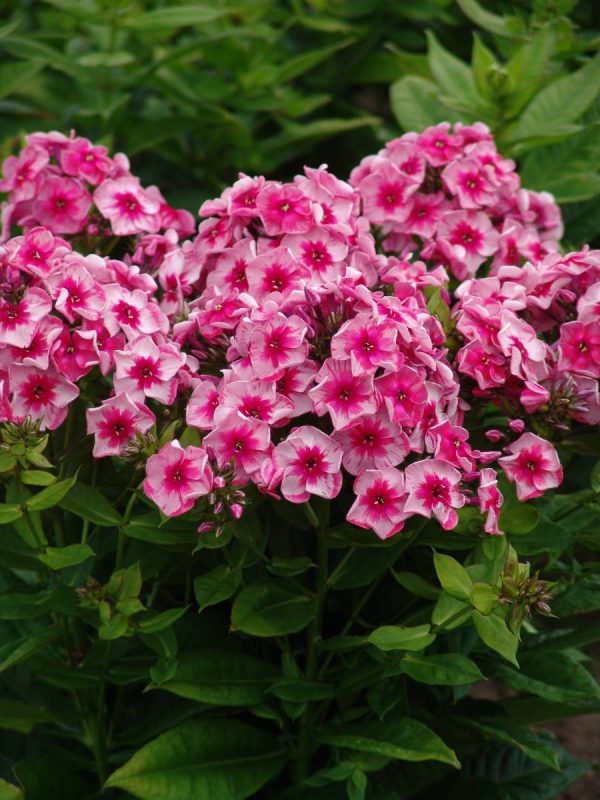 Phlox pan, Stars and Stripes®