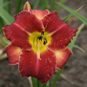 Hemerocallis Startle