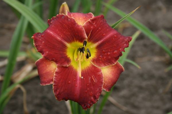 Hemerocallis Startle