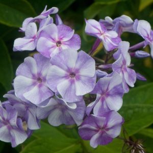 Phlox pan, Sternhimmel