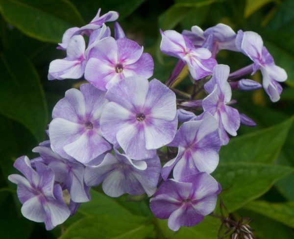 Phlox pan, Sternhimmel