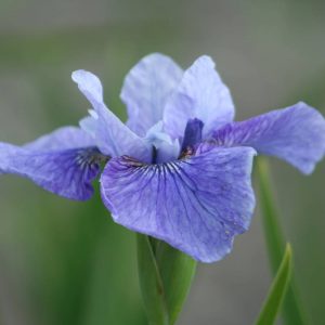 Iris sibirica Steve Warner
