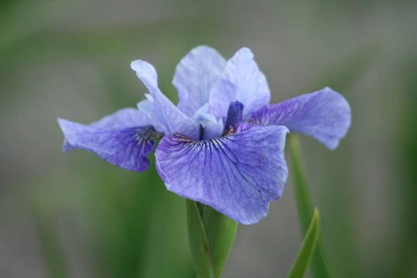 Iris sibirica Steve Warner