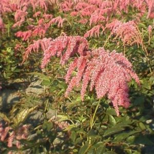 Astilbe Straussenfeder