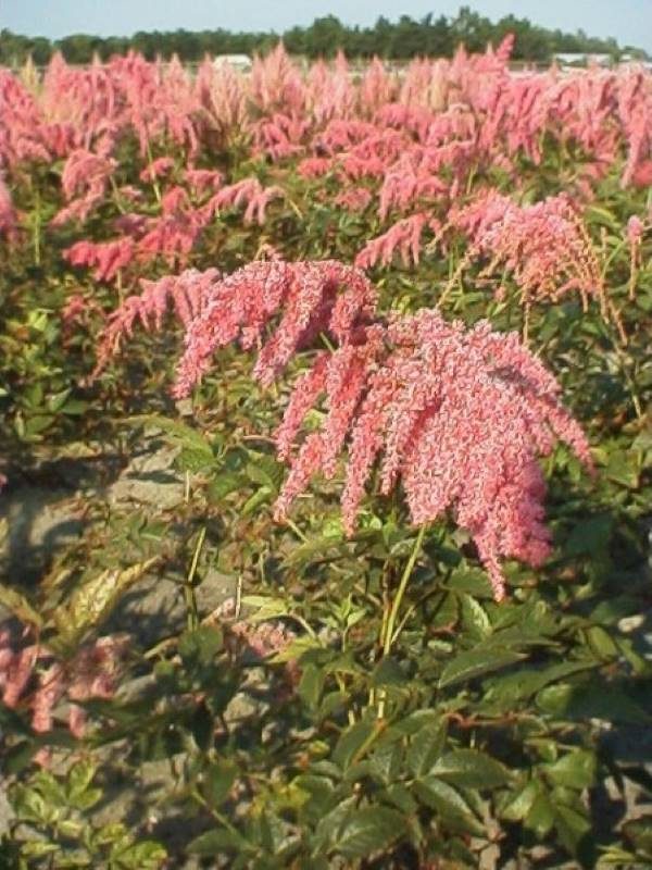 Astilbe Straussenfeder