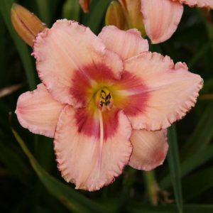 Hemerocallis Strawberrie Fields Forever