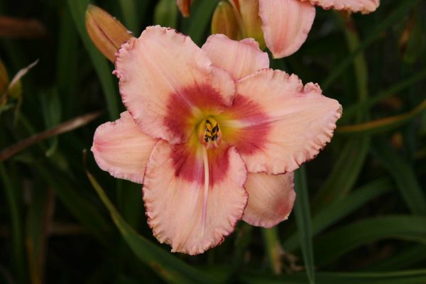 Hemerocallis Strawberrie Fields Forever